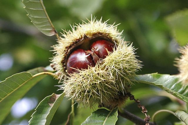 Châtaignes